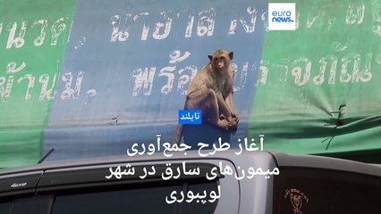 مقامات تایلند «میمون‌های تهاجمی و دزد» لوپبوری را جمع‌آوری می‌کنند