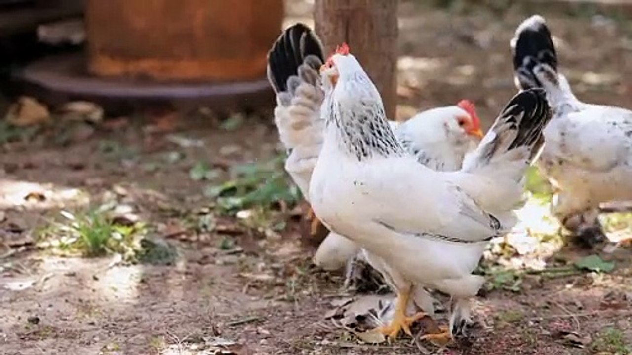 Coq 
