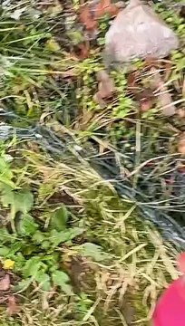 Alors comme ça tu n’aimes pas mes bruitages de Golmon ?