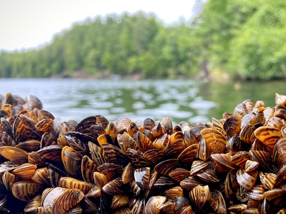 Bodensee-schock: muschel-plage legt wasserfilter lahm