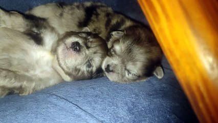 chiots fin mars debut avril 1