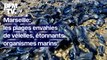 Marseille: les plages recouvertes de vélelles, étonnants organismes marins bleus