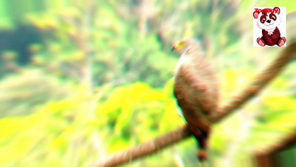 The Astonishing Power of Hawk Eyes: Unlocking Nature's Remarkable Precision