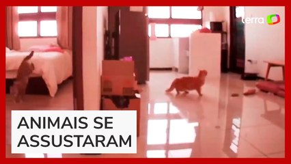 Terremoto em Taiwan: câmera registra gatos assustados com forte tremor