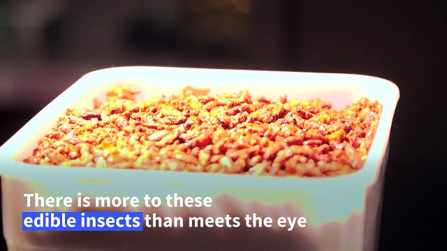 Insects swarm menu at London bug-based restaurant