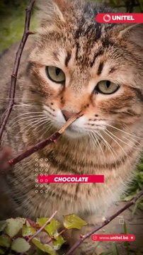 ¡TEN CUIDADO! estos son los alimentos prohibidos para los perritos, según expertos