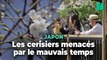 À Tokyo, les Japonais et les touristes se dépêchent d’aller admirer les cerisiers avant que le mauvais temps n’arrive