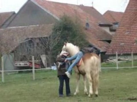 Reggae Now, haflinger en débourrage, 2eme sceance