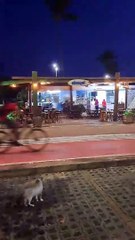 Prefeitura é acusada de "farsa" em operação na colônia de gatos em Piatã