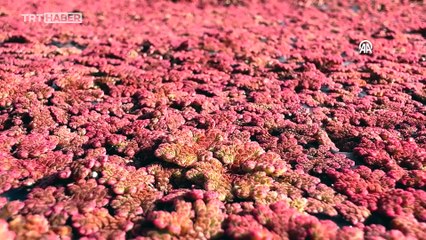 Kızılırmak Deltası'nı kızıl otlar kapladı