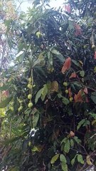 mango tree