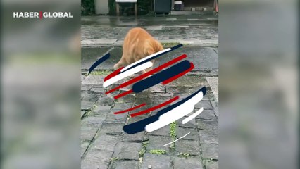 Taşı sıktı suyunu çıkardı: "Kedinin gücü adına"