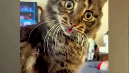 Funny Pet Moments 2024 Adorable Cats and Dogs