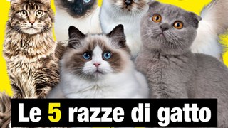 Le 5 razze di gatti più affettuosi al mondo