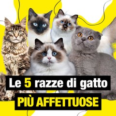 Le 5 razze di gatti più affettuosi al mondo