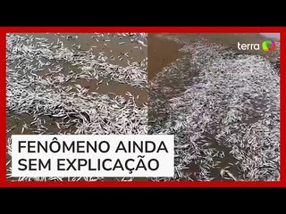Praia da Costa Rica amanhece lotada de sardinhas mortas na areia