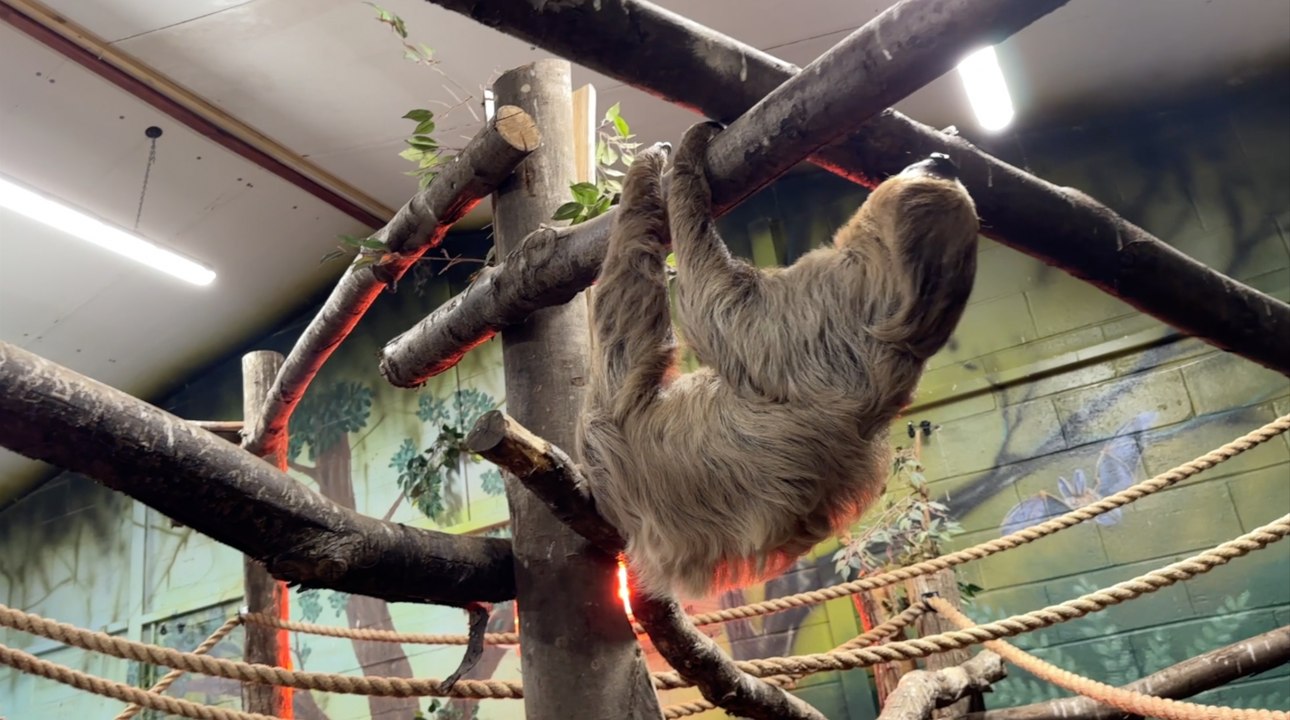 Folly Farm welcomes Nova the sloth - video Dailymotion