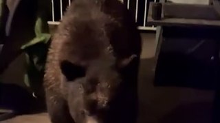 Homeowner Wakes Up to Huge Bear on His Deck