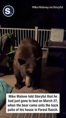 Homeowner Wakes Up to Huge Bear on His Deck