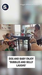 Dog and Baby Enjoy 'Bubbles and Belly Laughs'