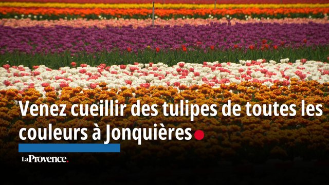 Venez cueillir des tulipes de toutes les couleurs à Jonquières