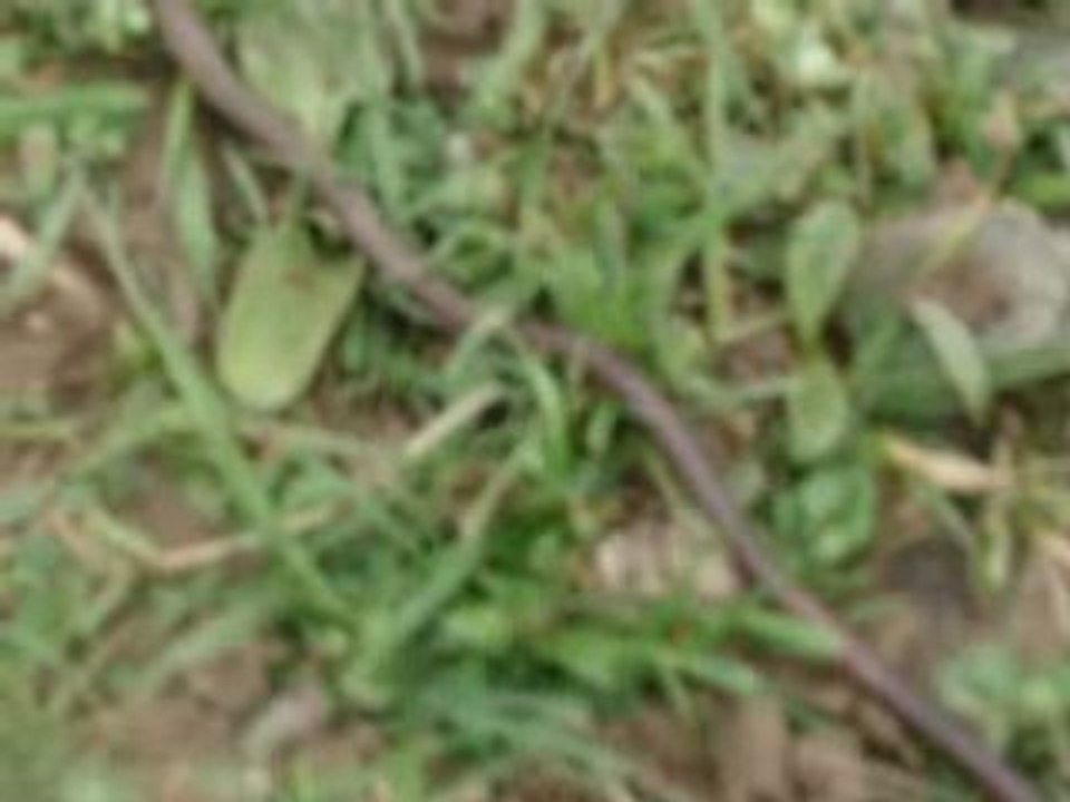 Reggae Now, haflinger en débourrage, monte a cru