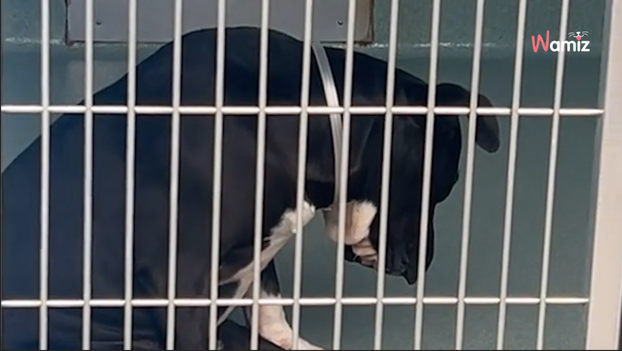 Ce chien déprimé est condamné à l'euthanasie : les internautes font bloc pour que ça cesse (vidéo)