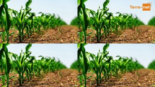 « Le marché mondial du maïs a une tonalité géopolitique très forte »