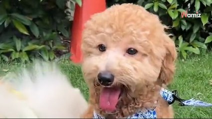 Des éleveurs commettent l'impensable sur un chiot : sa prise de position va changer son avenir (vidéo)