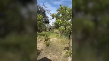 Ataque terrible de un elefante que acaba con la vida de una persona
