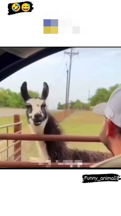 video_428211070_416718184183226_4033780483444723390_n