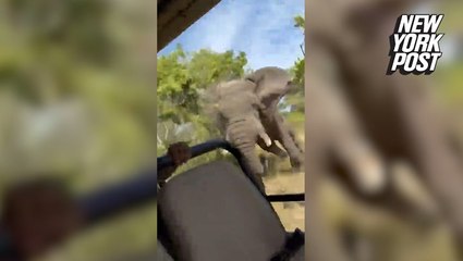 Tragic Safari Attack: Elephant Kills American Tourist 🚨 - thumbnail