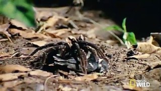 Dünyanın En Büyük Örümceklerinden || Türkçe Belgesel İzle