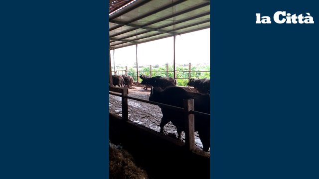 Capaccio Paestum, discarica abusiva nell’azienda bufalina: scatta il sequestro