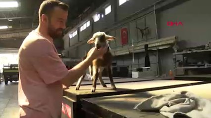 Kuzu Nuri, sanayi sitesinin maskotu oldu