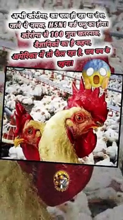 100 गुना खतरनाक   #shorts #shortsfeed #h5n1 #birdflu #100times