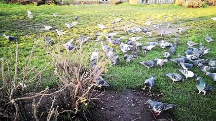 modern apartments for sale