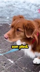 Ce chien a un talent incroyable