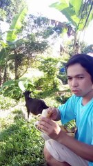 Goat eat banana peel