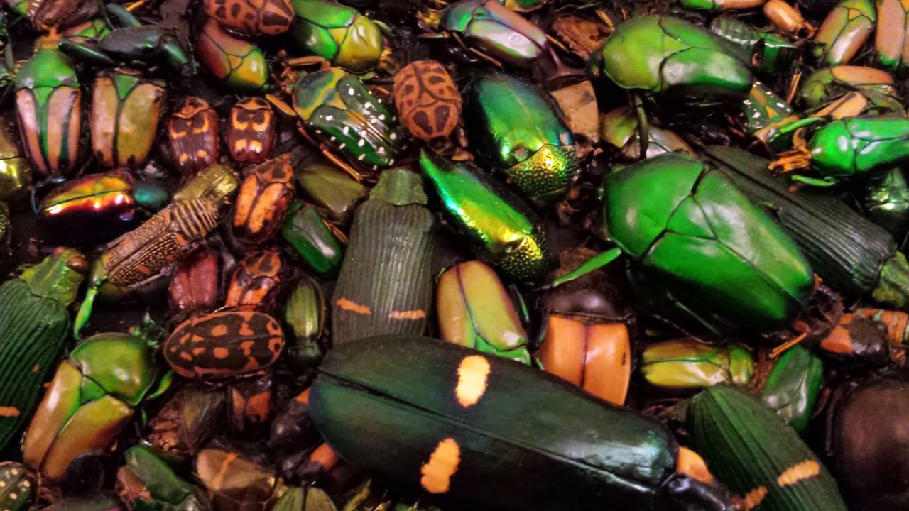 Fabre et Fabre. Souvenirs Entomologiques