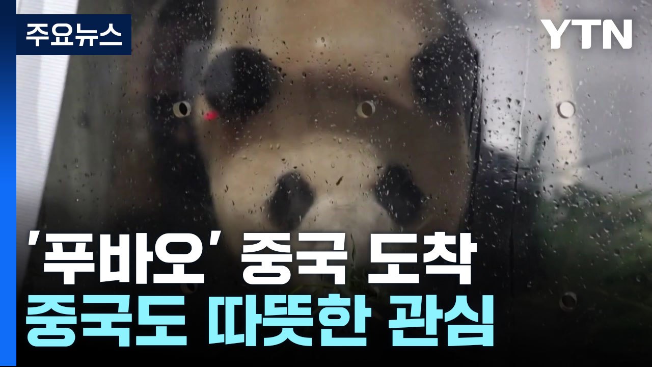 판다 '푸바오' 도착, 중국도 따뜻한 관심 / YTN