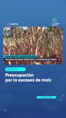 Preocupación por la escasez de maíz