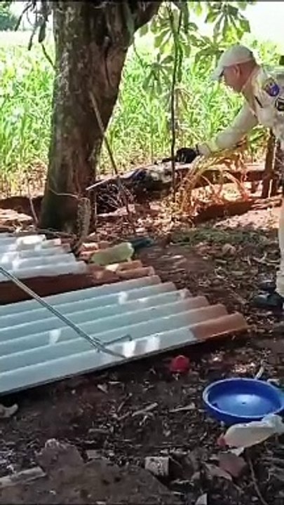 Cobra cascavel mata cachorro e assusta moradores de família na zona rural de Goioerê