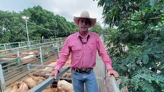 Market report on the Blackall saleyards | April 4, 2024 | Queensland Country Life