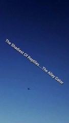 "The Shadiest Of Reptiles....The Alley Gator" 04/03/2024