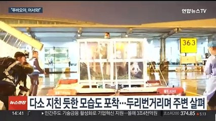 푸바오, 중국서도 특급대우…주요 방송들 실시간 생중계