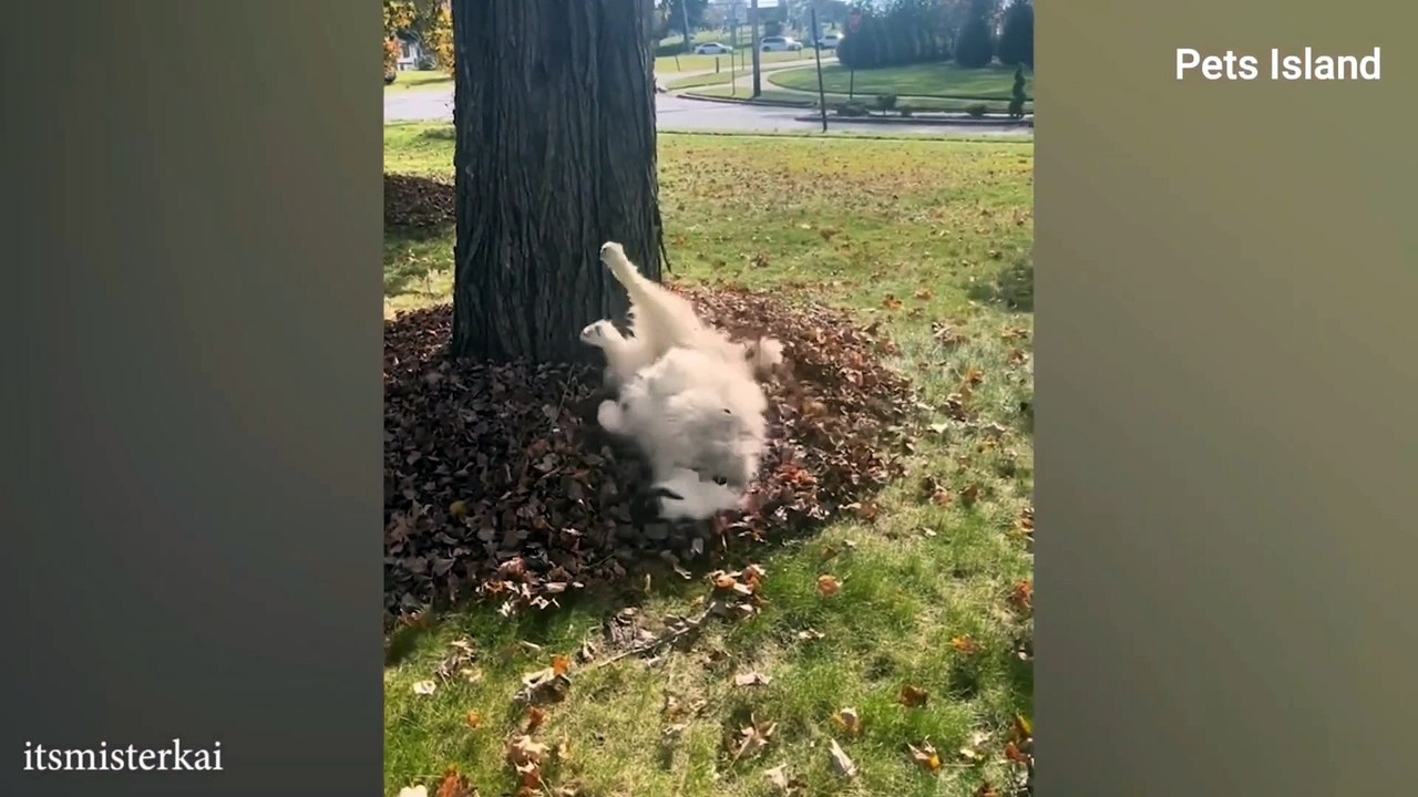 GET A HUSKY THEY SAID, IT WILL BE FUN  Funniest Dogs Ever!