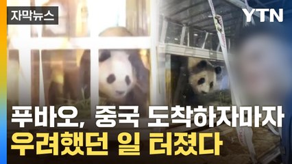 [자막뉴스] '화들짝' 놀라기까지...中 도착한 푸바오, 걱정되는 모습 / YTN