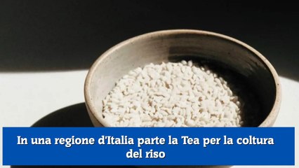 In una regione d'Italia parte la Tea per la coltura del riso