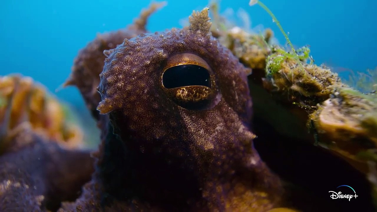 Die geheimnisvolle Welt der Oktopusse - S01 Trailer (Deutsche UT) HD